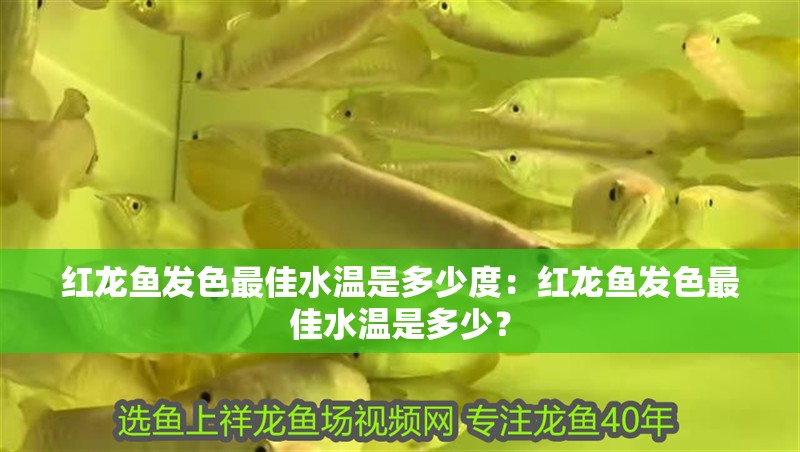 紅龍魚發色最佳水溫是多少度：紅龍魚發色最佳水溫是多少？