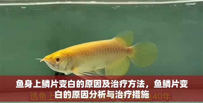魚身上鱗片變白的原因及治療方法,魚鱗片變白的原因分析與治療措施 龍魚常見疾病 第1張 魚身上鱗片變白的原因及治療方法,魚鱗片變白的原因分析與治療措施 魚身上鱗片變白的原因及治療方法,魚鱗片變白的原因分析與治療措施 龍魚常見疾病 第1張