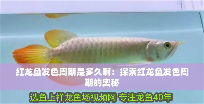 紅龍魚發色周期是多久啊：探索紅龍魚發色周期的奧秘