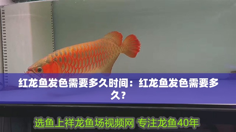 紅龍魚發色需要多久時間：紅龍魚發色需要多久？