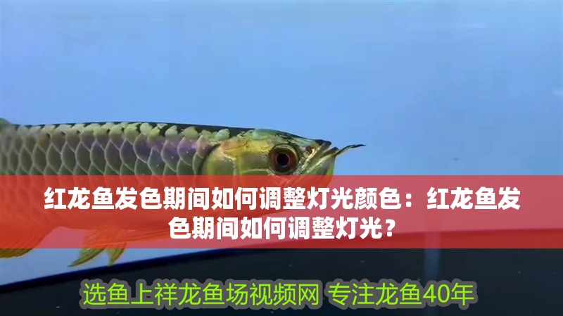 紅龍魚發(fā)色期間如何調(diào)整燈光顏色：紅龍魚發(fā)色期間如何調(diào)整燈光？