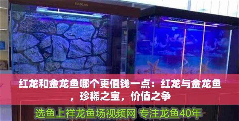 紅龍和金龍魚哪個更值錢一點：紅龍與金龍魚，珍稀之寶，價值之爭