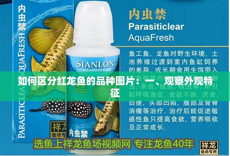 如何區分紅龍魚的品種圖片：一、觀察外觀特征