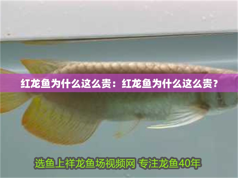 紅龍魚為什么這么貴：紅龍魚為什么這么貴？