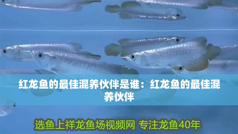 紅龍魚的最佳混養(yǎng)伙伴是誰：紅龍魚的最佳混養(yǎng)伙伴