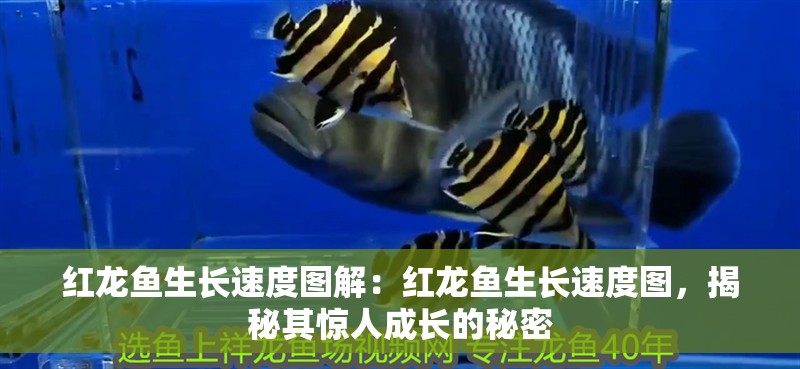 紅龍魚生長速度圖解：紅龍魚生長速度圖，揭秘其驚人成長的秘密