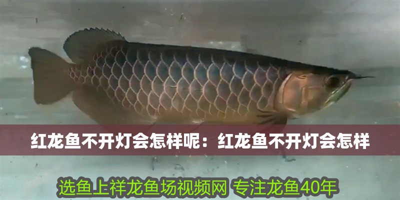 紅龍魚不開燈會怎樣呢：紅龍魚不開燈會怎樣