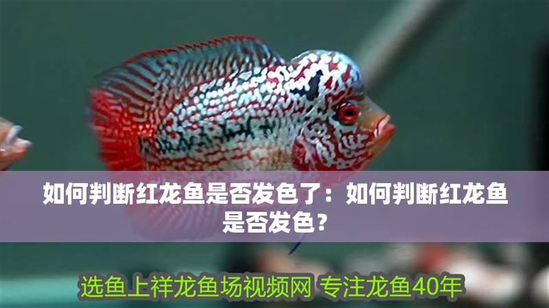 如何判斷紅龍魚是否發色了：如何判斷紅龍魚是否發色？