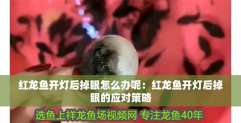 紅龍魚開燈后掉眼怎么辦呢：紅龍魚開燈后掉眼的應對策略