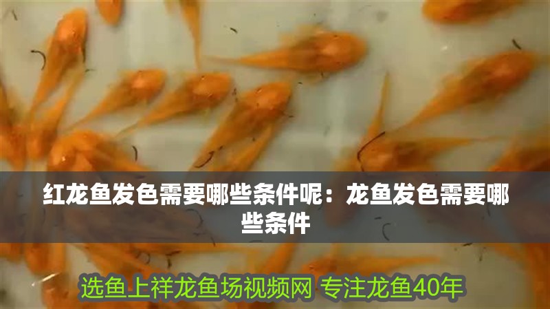 紅龍魚發(fā)色需要哪些條件呢：龍魚發(fā)色需要哪些條件