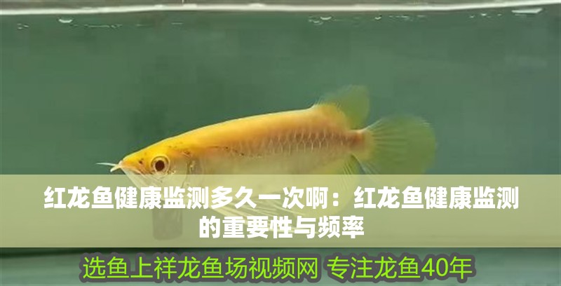 紅龍魚健康監(jiān)測多久一次啊：紅龍魚健康監(jiān)測的重要性與頻率