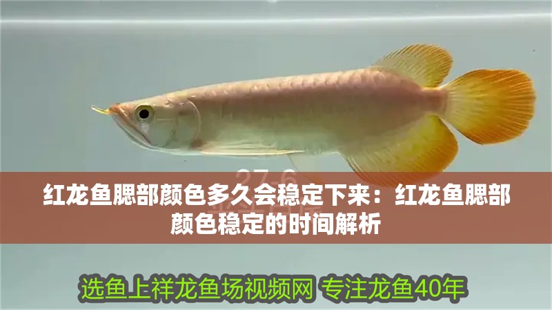 紅龍魚腮部顏色多久會穩定下來：紅龍魚腮部顏色穩定的時間解析