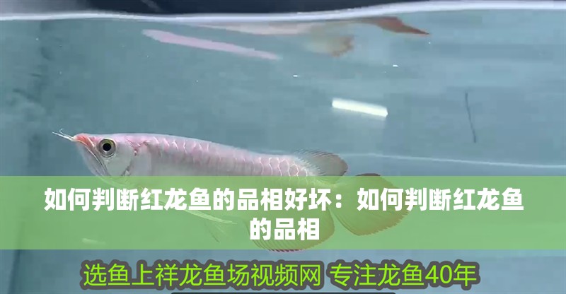 如何判斷紅龍魚的品相好壞：如何判斷紅龍魚的品相