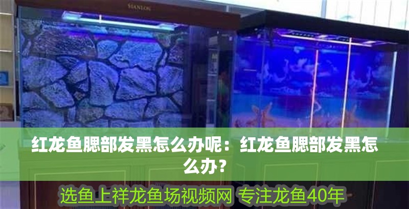 紅龍魚腮部發黑怎么辦呢：紅龍魚腮部發黑怎么辦？