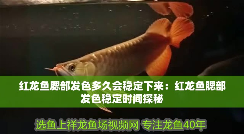 紅龍魚腮部發色多久會穩定下來：紅龍魚腮部發色穩定時間探秘