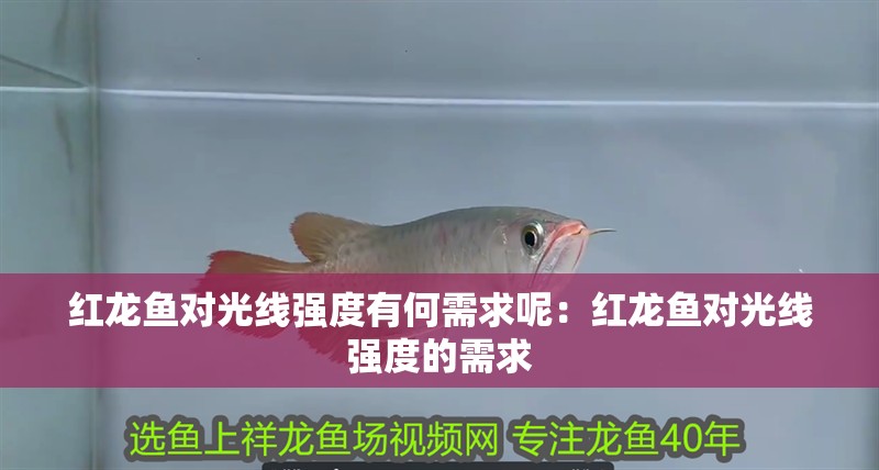 紅龍魚(yú)對(duì)光線強(qiáng)度有何需求呢：紅龍魚(yú)對(duì)光線強(qiáng)度的需求