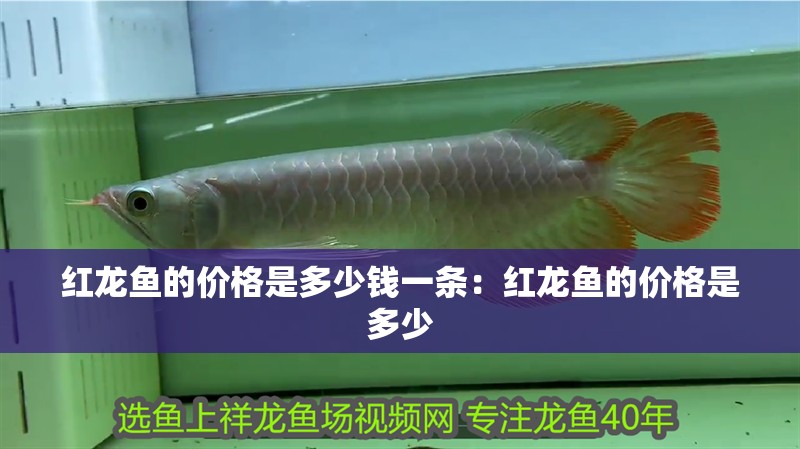 紅龍魚的價格是多少錢一條：紅龍魚的價格是多少