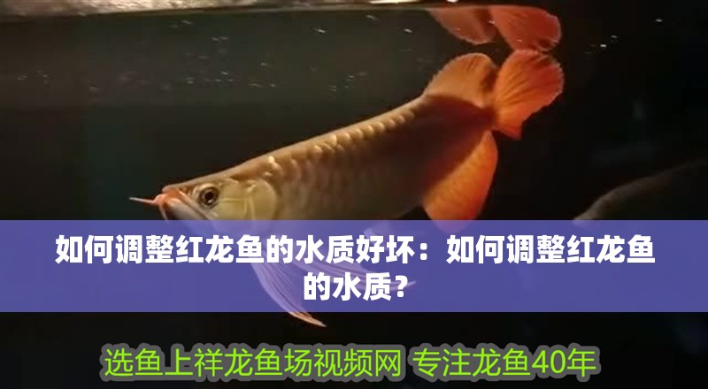 如何調整紅龍魚的水質好壞：如何調整紅龍魚的水質？