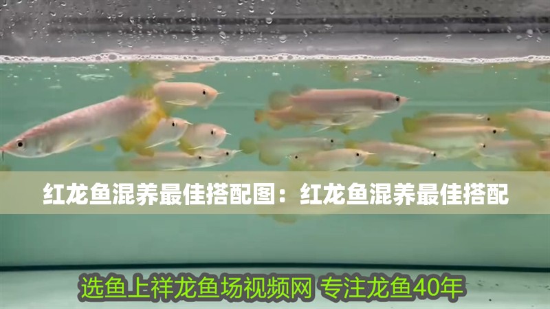 紅龍魚混養最佳搭配圖：紅龍魚混養最佳搭配