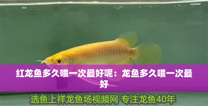 紅龍魚多久喂一次最好呢：龍魚多久喂一次最好