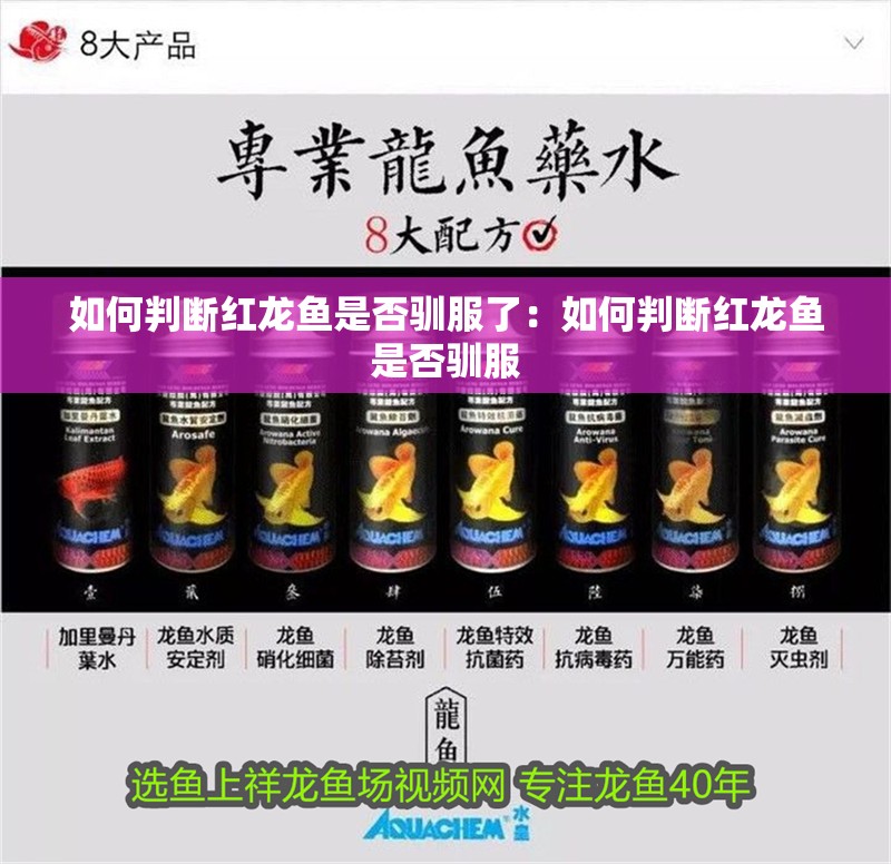 如何判斷紅龍魚是否馴服了：如何判斷紅龍魚是否馴服