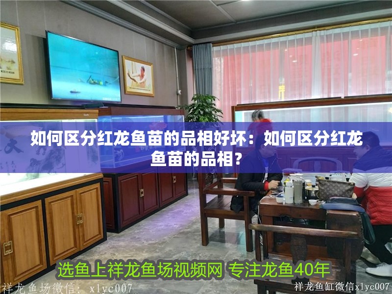 如何區分紅龍魚苗的品相好壞：如何區分紅龍魚苗的品相？
