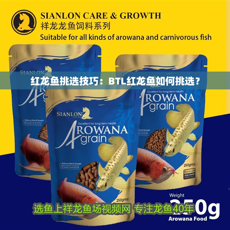 紅龍魚挑選技巧：BTL紅龍魚如何挑選？