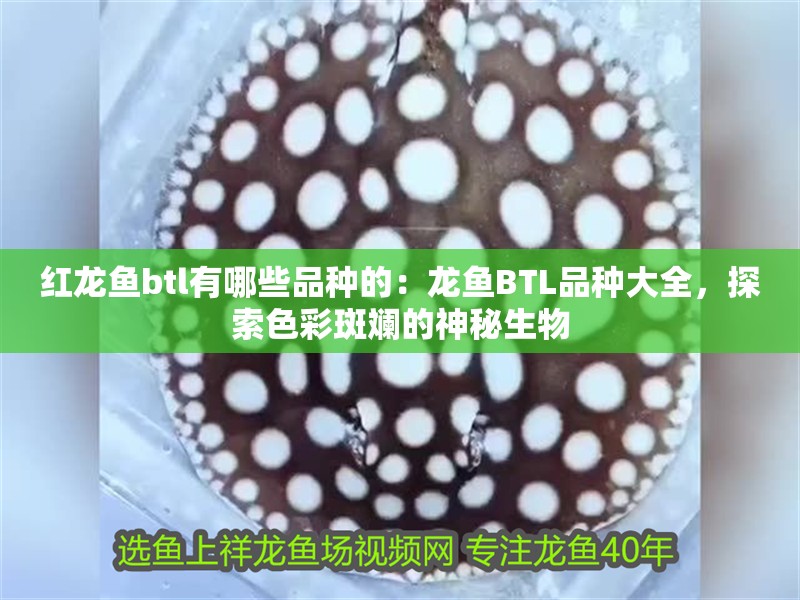 紅龍魚btl有哪些品種的：龍魚BTL品種大全，探索色彩斑斕的神秘生物