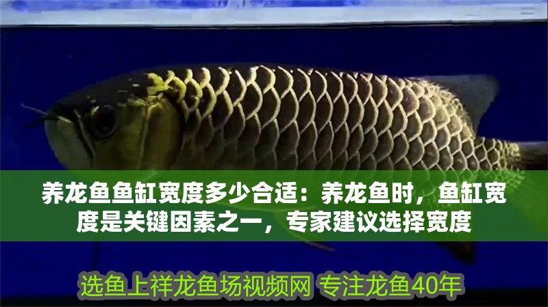 養龍魚魚缸寬度多少合適：養龍魚時，魚缸寬度是關鍵因素之一，專家建議選擇寬度