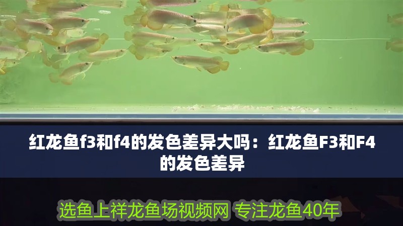 紅龍魚f3和f4的發色差異大嗎：紅龍魚F3和F4的發色差異