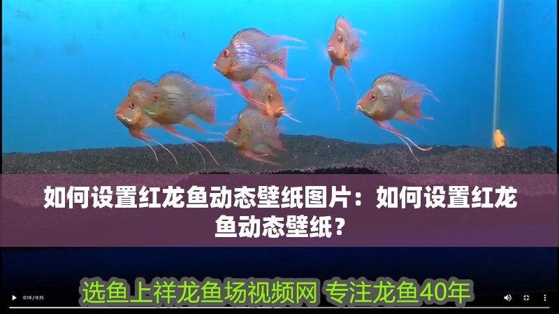 魚缸過濾器選購指南:自制魚缸過濾器魚缸上置過濾器對于養魚愛好者的必備知識 如何設置紅龍魚動態壁紙圖片:如何設置紅龍魚動態壁紙? 水族問答 如何設置紅龍魚動態壁紙圖片:如何設置紅龍魚動態壁紙? 如何設置紅龍魚動態壁紙圖片:如何設置紅龍魚動態壁紙? 水族問答