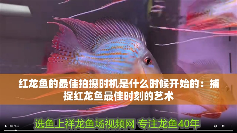 紅龍魚的最佳拍攝時機是什么時候開始的：捕捉紅龍魚最佳時刻的藝術
