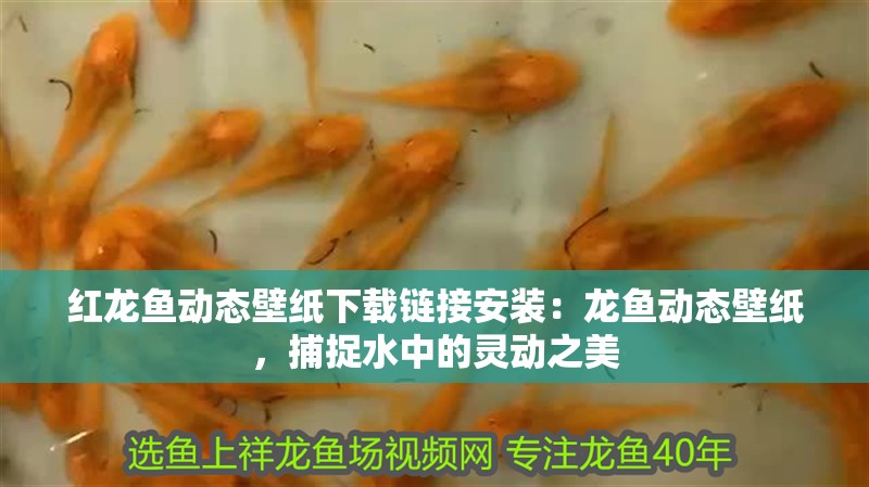 紅龍魚動態壁紙下載鏈接安裝：龍魚動態壁紙，捕捉水中的靈動之美