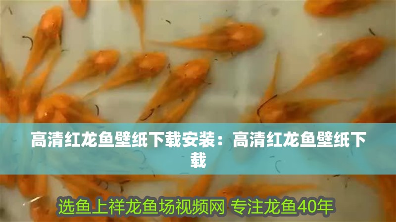 高清紅龍魚壁紙下載安裝：高清紅龍魚壁紙下載