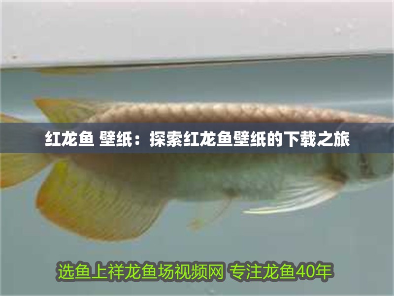 紅龍魚 壁紙：探索紅龍魚壁紙的下載之旅