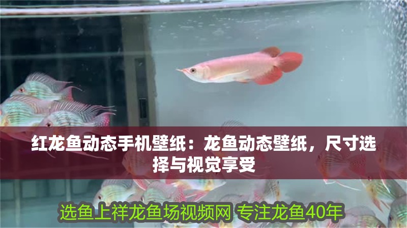 紅龍魚動態手機壁紙：龍魚動態壁紙，尺寸選擇與視覺享受 紅龍魚動態手機壁紙：龍魚動態壁紙，尺寸選擇與視覺享受 水族問答