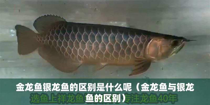 金龍魚銀龍魚的區(qū)別是什么呢（金龍魚與銀龍魚的區(qū)別）