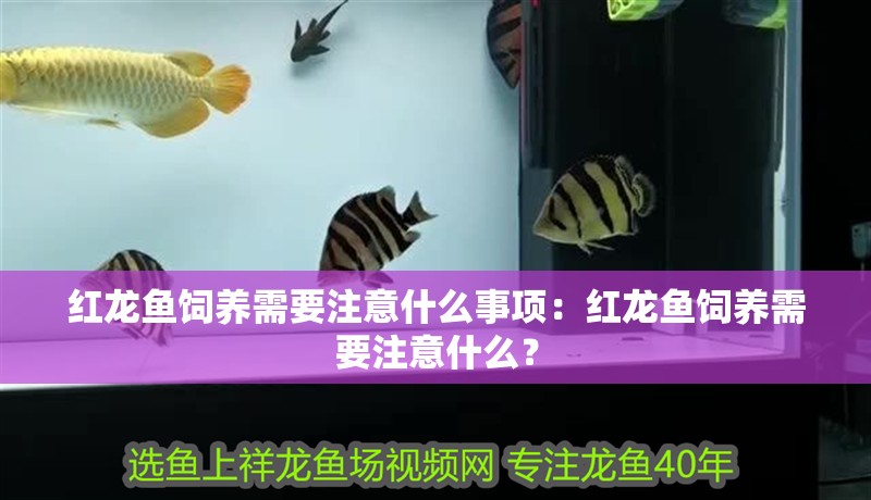 紅龍魚飼養需要注意什么事項：紅龍魚飼養需要注意什么？