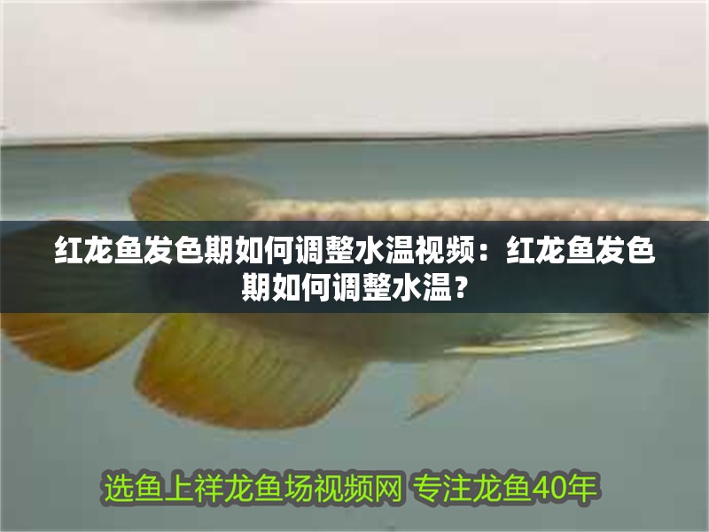 紅龍魚發色期如何調整水溫視頻：紅龍魚發色期如何調整水溫？