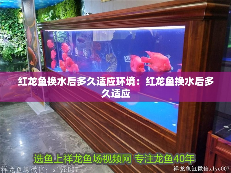 紅龍魚換水后多久適應環(huán)境：紅龍魚換水后多久適應