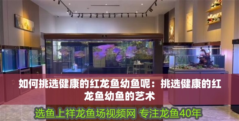 如何挑選健康的紅龍魚幼魚呢：挑選健康的紅龍魚幼魚的藝術