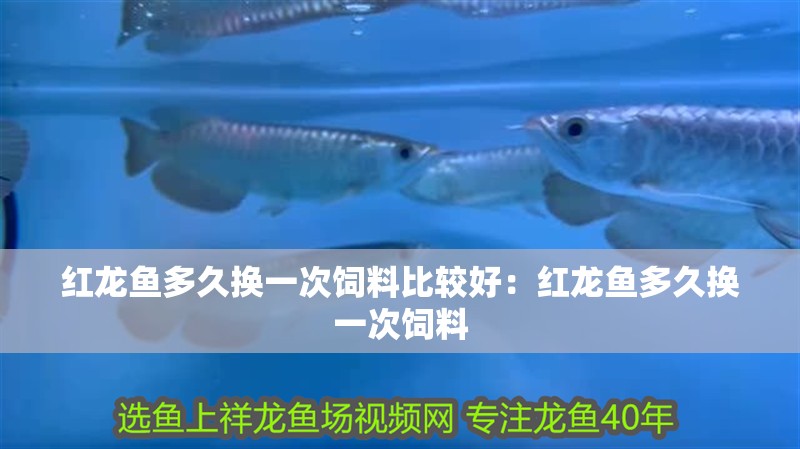 紅龍魚多久換一次飼料比較好：紅龍魚多久換一次飼料