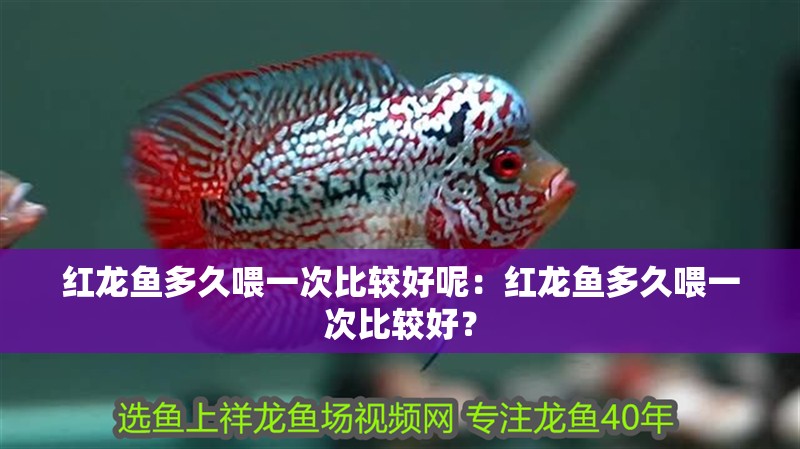 紅龍魚多久喂一次比較好呢：紅龍魚多久喂一次比較好？