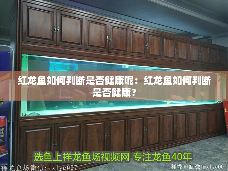 紅龍魚如何判斷是否健康呢：紅龍魚如何判斷是否健康？ 紅龍魚如何判斷是否健康呢：紅龍魚如何判斷是否健康？ 水族問答