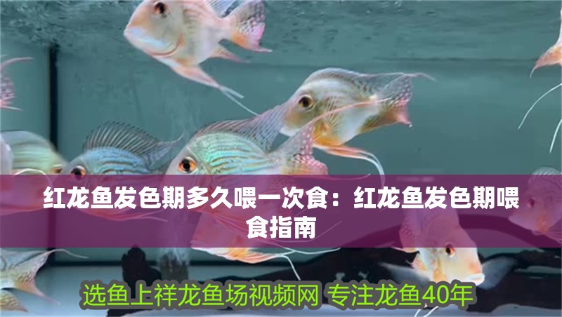 紅龍魚發色期多久喂一次食：紅龍魚發色期喂食指南