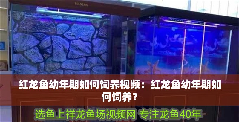 紅龍魚幼年期如何飼養視頻：紅龍魚幼年期如何飼養？