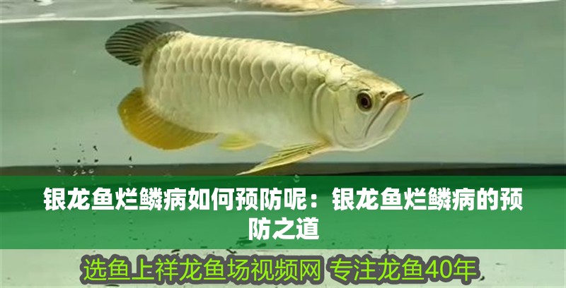 銀龍魚爛鱗病如何預(yù)防呢：銀龍魚爛鱗病的預(yù)防之道