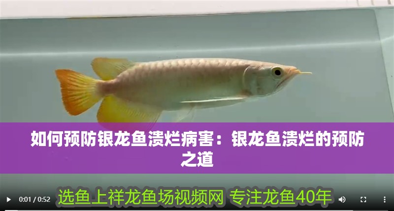 如何預防銀龍魚潰爛病害：銀龍魚潰爛的預防之道