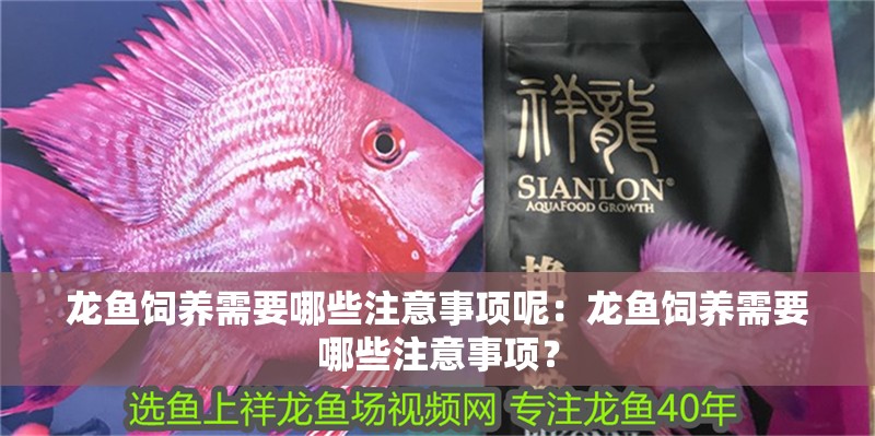龍魚飼養需要哪些注意事項呢：龍魚飼養需要哪些注意事項？