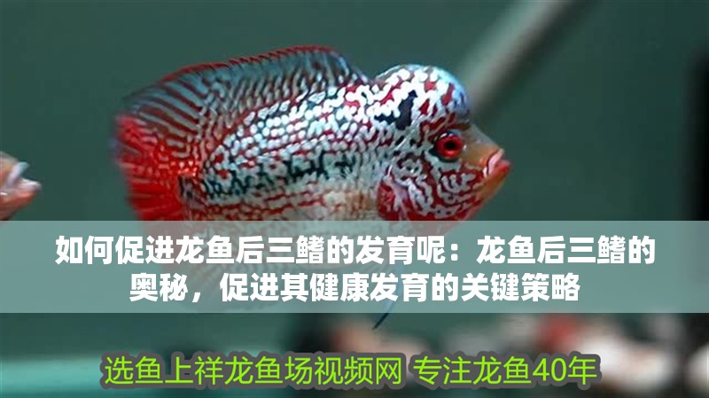 如何促進龍魚后三鰭的發育呢：龍魚后三鰭的奧秘，促進其健康發育的關鍵策略